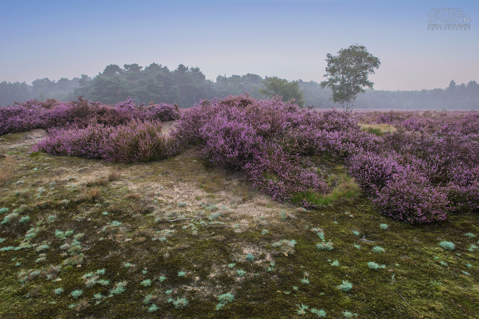 Blooming heathland - Heuvelse heide The most interesting time for landscape photographers in my home region the Kempen is definitely the blooming period of the heather in late August. This year it was a two weeks earlier than other years. I woke up early multiple times to photograph the sunrise at the heathlands of the Blekerheide and the Heuvelse heide in my hometown Lommel.<br />
 Stefan Cruysberghs